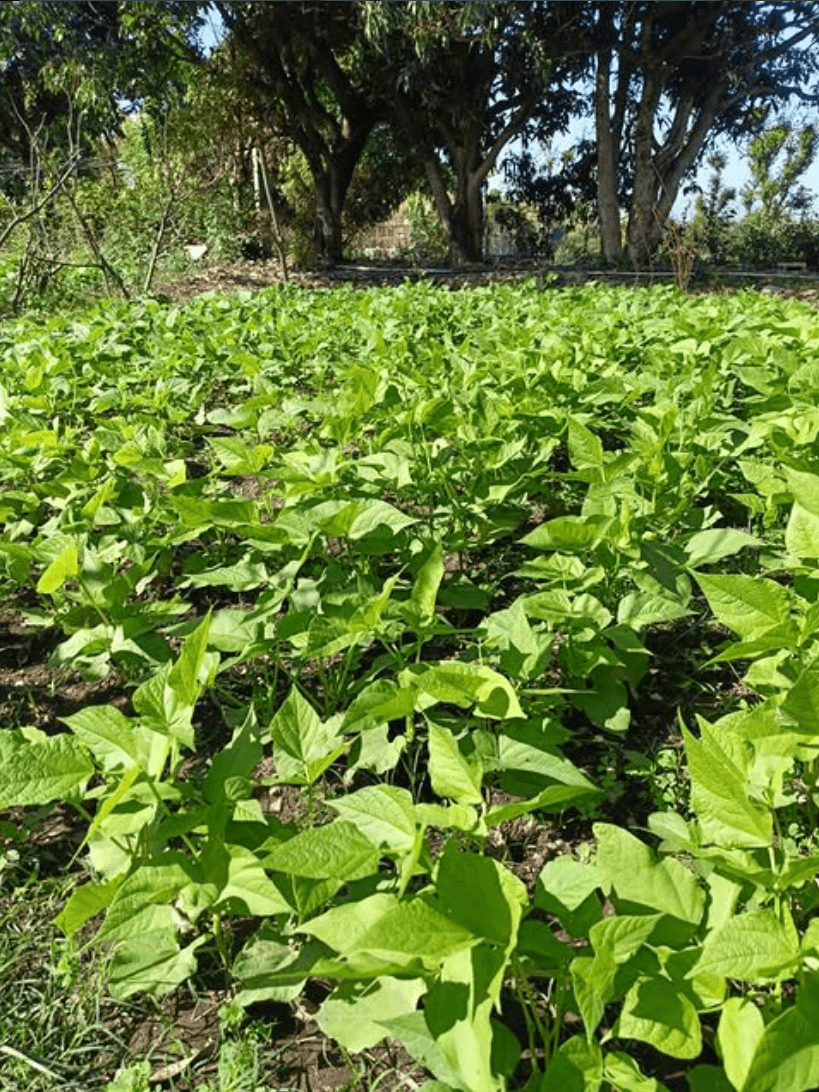 Farm life